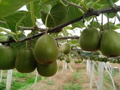 四川綿陽安州區紅心獼猴桃 優質果品，批發價僅5.00元/斤