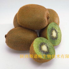 寶雞市特產銷售行業協會 領航獼猴桃產業，打造“金果”新名片