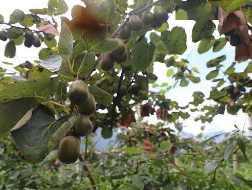 德威鎮海子村 200畝獼猴桃挑大梁，甜蜜產業富鄉村