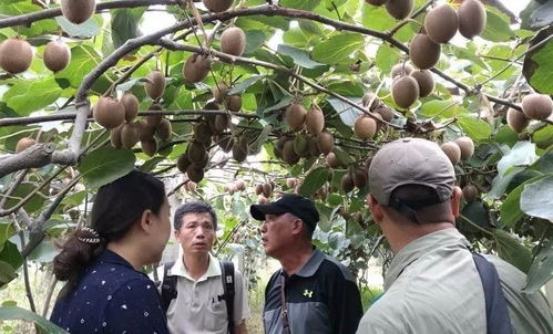 優果聯獼宗獼猴桃 八年蟄伏釀品牌，誓與佳沛爭高下